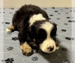 Small #2 Australian Shepherd