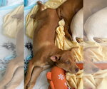 Small #9 Miniature Pinscher Mix