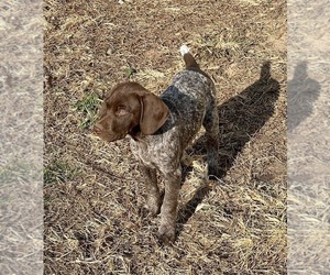 German Shorthaired Pointer Puppy for sale in WARSAW, NC, USA