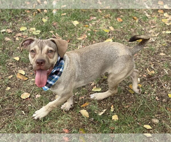 Medium Photo #3 American Pit Bull Terrier-Beagle Mix Puppy For Sale in Phoenix, AZ, USA