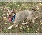 Small #2 American Pit Bull Terrier-Beagle Mix