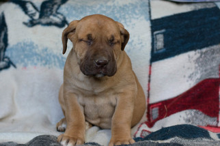 Boerboel Puppy for sale in CUYAHOGA FALLS, OH, USA