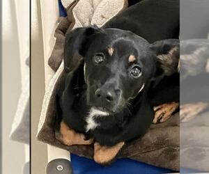 Miniature Pinscher Dogs for adoption in Bakersfield, CA, USA