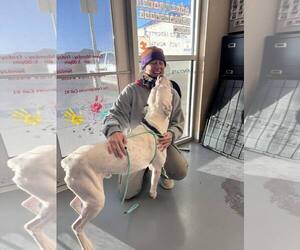Lucky - Male Argentinian Mastiff-Unknown Mix Dog for Adoption - Photo #7