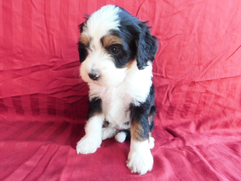 Medium Photo #1 Miniature Bernedoodle Puppy For Sale in DUNDEE, OH, USA