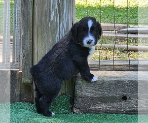 Australian Shepherd Puppy for sale in NELSON, VA, USA