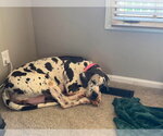 Small #2 Great Dane