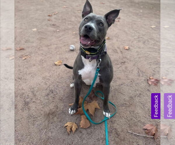 Medium Photo #3 American Pit Bull Terrier Puppy For Sale in Hayward, CA, USA