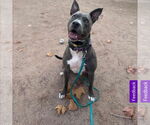 Small #2 American Pit Bull Terrier