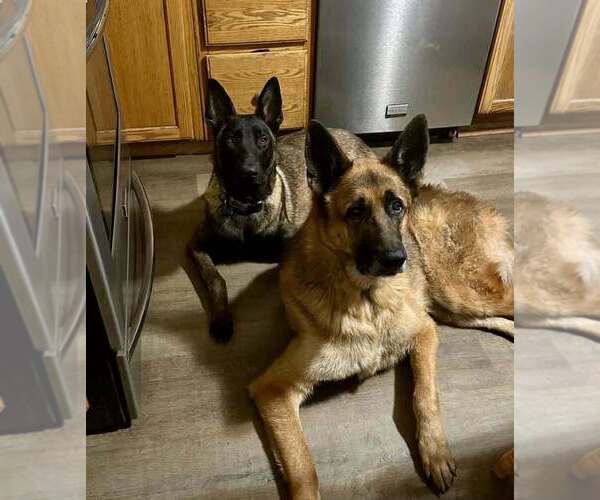 Medium Photo #2 Mutt Puppy For Sale in Imlay City, MI, USA
