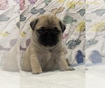 Puppy Pochaco Pug