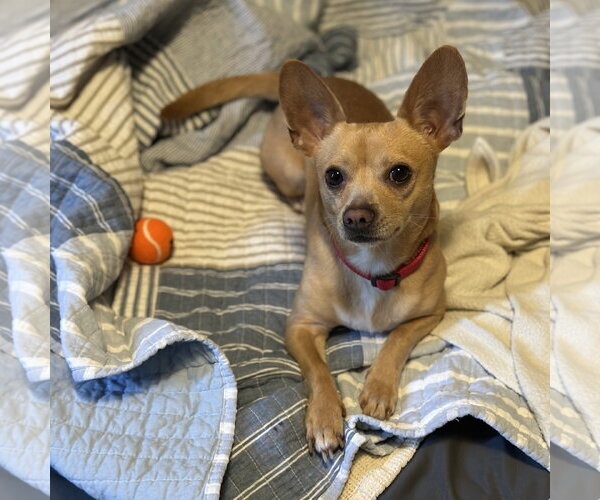 Medium Photo #2 Chihuahua Puppy For Sale in San Jose, CA, USA