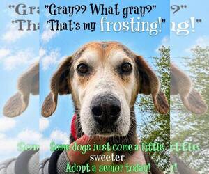 Coonhound-Unknown Mix Dogs for adoption in Rootstown, OH, USA