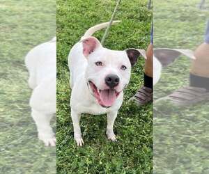 Pocco- Personality plus - Male Mutt Dog for Adoption - Photo #3