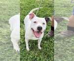 Small Photo #3 Mutt Puppy For Sale in Oakhurst, NJ, USA