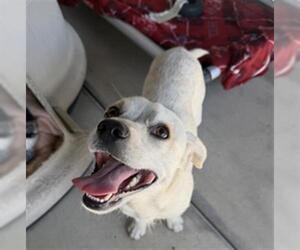 Cheagle Dogs for adoption in Redlands, CA, USA