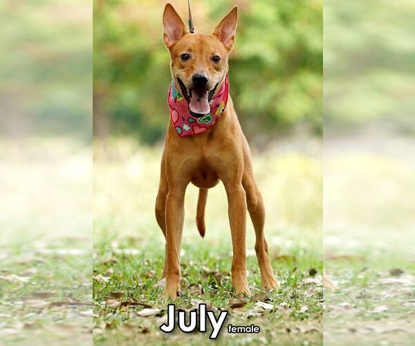 Medium Photo #5 Mutt Puppy For Sale in Seattle, WA, USA