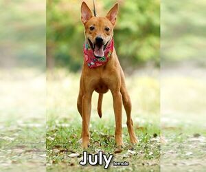July from Taiwan - Female Mutt Dog for Adoption - Photo #5
