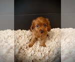 Small #3 Cavapoo