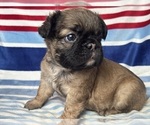 Small #2 French Bulldog