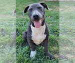 Small #1 Mutt