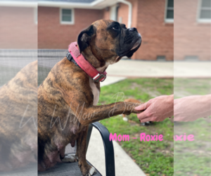 Mother of the Boxer puppies born on 06/03/2025