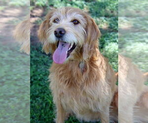 Goldendoodle Dogs for adoption in Glendale , AZ, USA