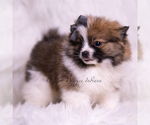 Small Photo #76 Pomeranian Puppy For Sale in WARSAW, IN, USA