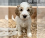 Small #5 Labradoodle