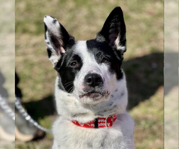 Medium Photo #8 Mutt Puppy For Sale in Canton, CT, USA