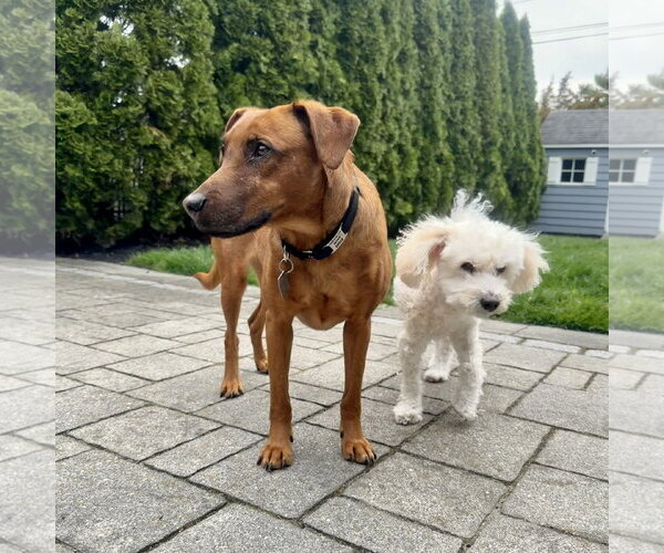 Medium Photo #5 Black Mouth Cur-Vizsla Mix Puppy For Sale in Oakhurst, NJ, USA