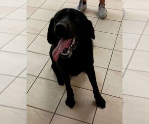 Labrador Retriever Dogs for adoption in Virginia Beach, VA, USA