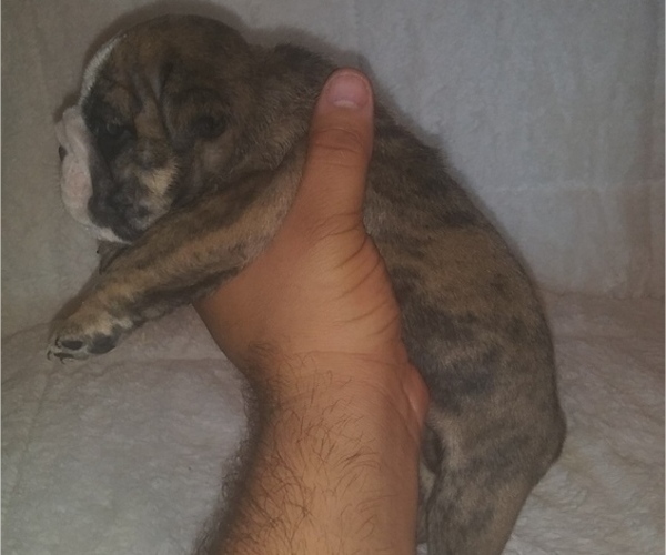 Medium Photo #4 Bulldog Puppy For Sale in GLENDALE, AZ, USA