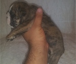 Small Photo #4 Bulldog Puppy For Sale in GLENDALE, AZ, USA