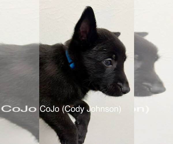 Medium Photo #1 Mutt Puppy For Sale in Imlay City, MI, USA
