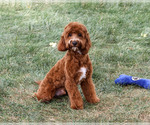 Illius - Male Cavapoo (Miniature) Puppy for Sale - Photo #6