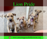 Small #1 Bulldog-Labrador Retriever Mix
