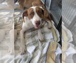 Small #1 Labrador Retriever Mix