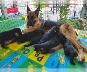 Mother of the German Shepherd Dog puppies born on 04/03/2022