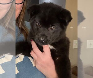 Mutt Dogs for adoption in Minneapolis, MN, USA