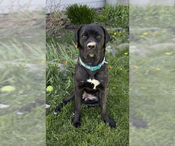 Medium Photo #5 Retriever -Unknown Mix Puppy For Sale in Duluth, MN, USA