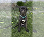 Small #4 Retriever  Mix