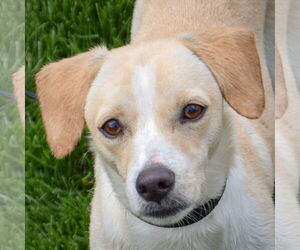 Jack-A-Bee Dogs for adoption in Huntley, IL, USA