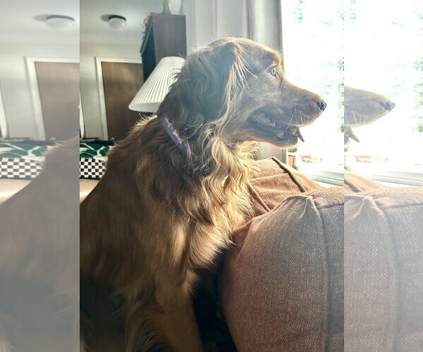 Medium Photo #5 Golden Retriever Puppy For Sale in St. Louis Park, MN, USA