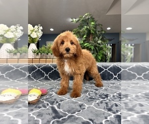 Goldendoodle (Miniature) Puppy for sale in GREENFIELD, IN, USA