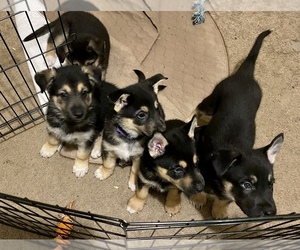 German Shepherd Dog-Siberian Husky Mix Puppy for sale in PLEASANT GROVE, UT, USA