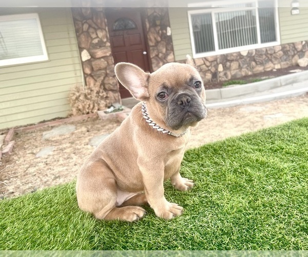 Medium Photo #19 French Bulldog Puppy For Sale in NEWPORT BEACH, CA, USA