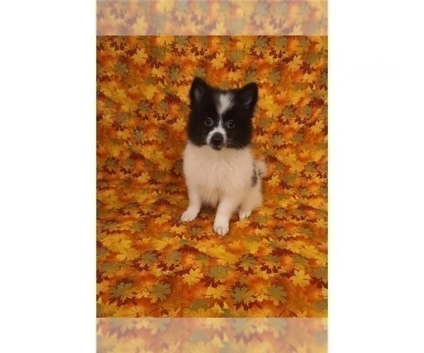 Medium Photo #2 American Eskimo Dog Puppy For Sale in CLARKSVILLE, TN, USA