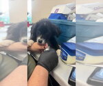 Nickles - Male Mutt Dog for Adoption - Small photo