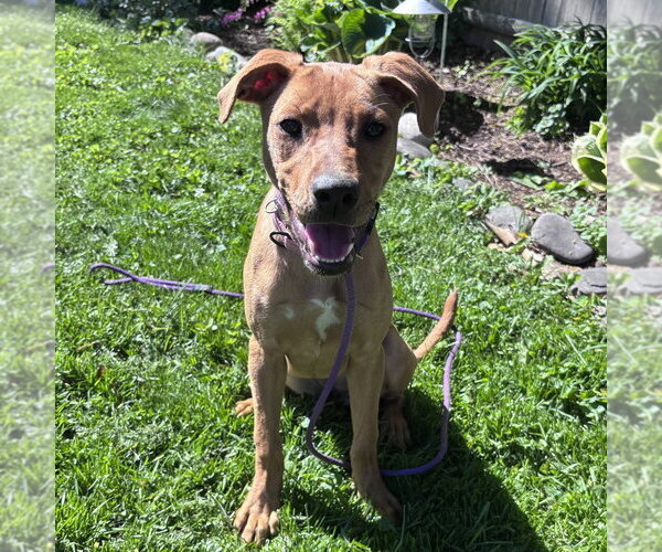 Medium Photo #8 Labrador Retriever-Unknown Mix Puppy For Sale in Boston, MA, USA
